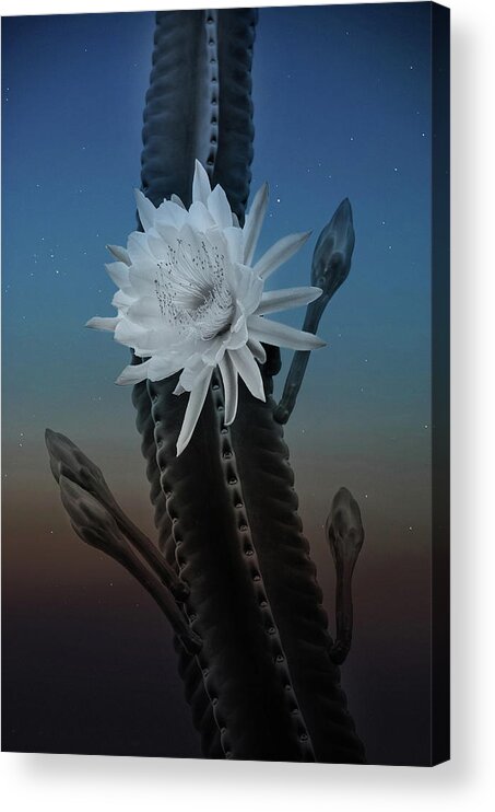 Cactus Night Flower Spines Sunset Bloom Acrylic Print featuring the photograph Night bloom by Carolyn D'Alessandro