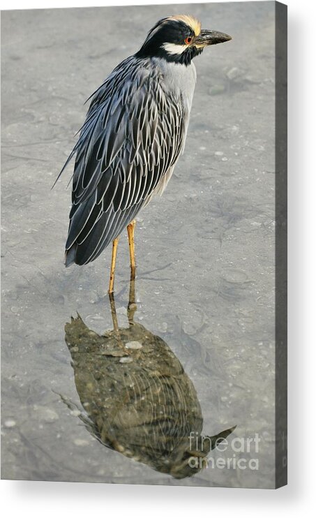 Night Heron Acrylic Print featuring the photograph Night Heron Reflection by Rose Hill