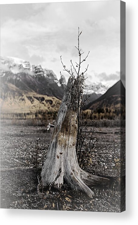 Tree Acrylic Print featuring the photograph Nizina River Tree Stump by Fred Denner