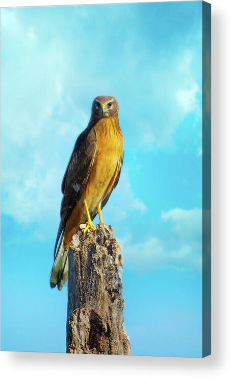 Northern Harrier Acrylic Print featuring the photograph Northern Harrier Hawk by Mark Andrew Thomas