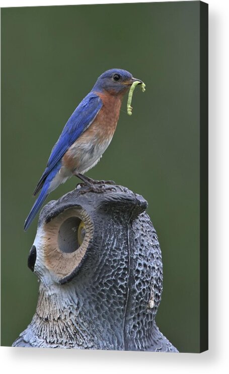 Bluebird Acrylic Print featuring the photograph Not Intimidated by Michael Hall