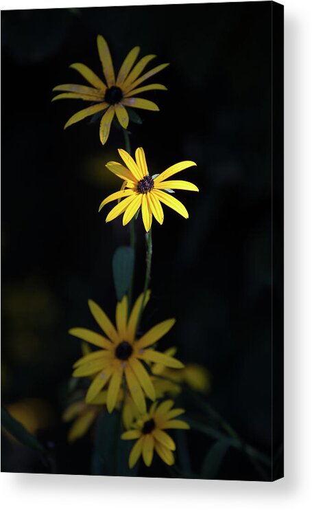 Daisy Acrylic Print featuring the photograph Not Perfect by Kathleen Scanlan