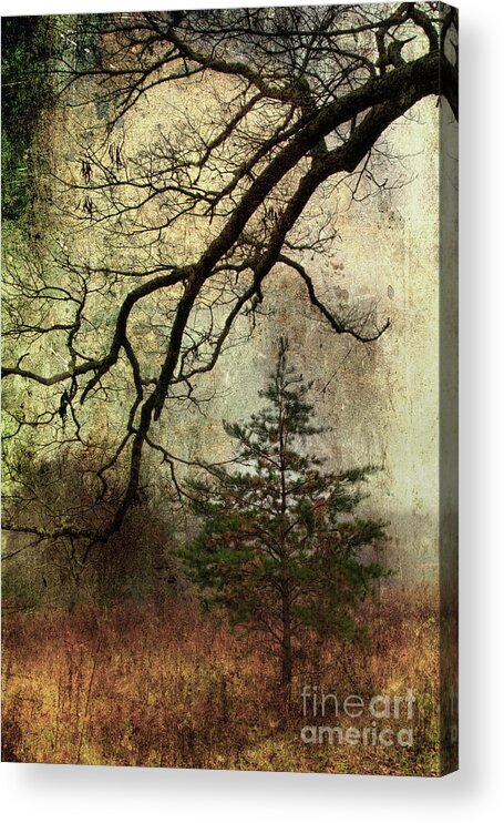 Pine Tree Acrylic Print featuring the photograph November Mood by Michael Eingle