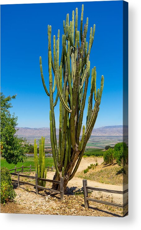 California Acrylic Print featuring the photograph Now That's a Cactus by Derek Dean