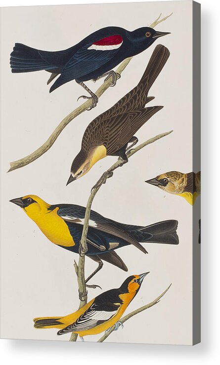 Oriole Acrylic Print featuring the painting Nuttall's Starling Yellow-headed Troopial Bullock's Oriole by John James Audubon