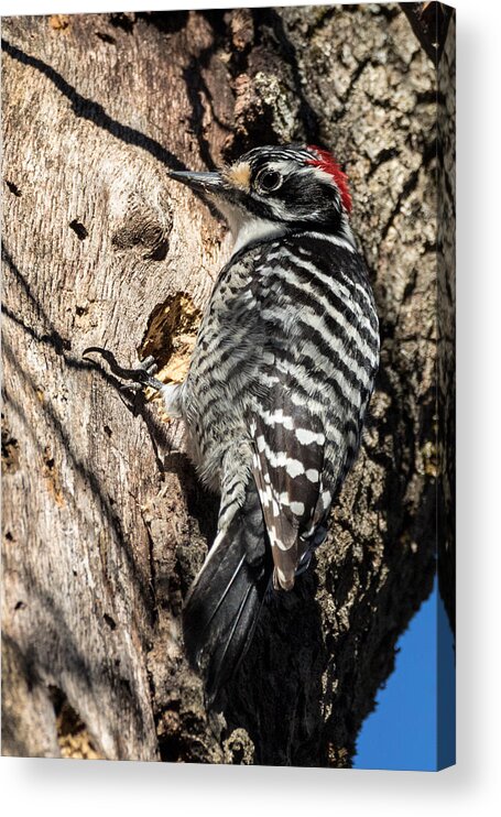 Woodpecker Acrylic Print featuring the photograph Nuttall's Woodpecker by Kathleen Bishop