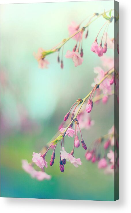 Cherry Blossom Acrylic Print featuring the photograph Blossom Breeze by Jessica Jenney