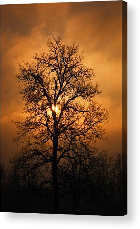 Oak Tree Acrylic Print featuring the photograph Oak Tree at Sunrise by Michael Dougherty