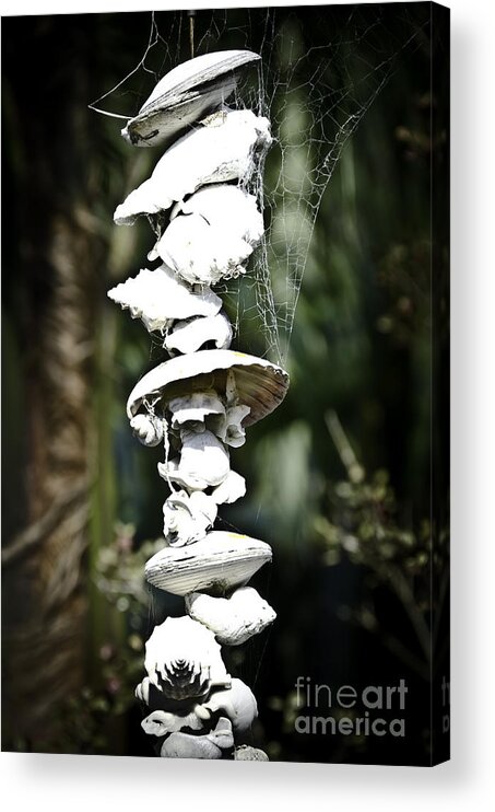 Ocean Acrylic Print featuring the photograph Ocean Shells Composition by Yurix Sardinelly