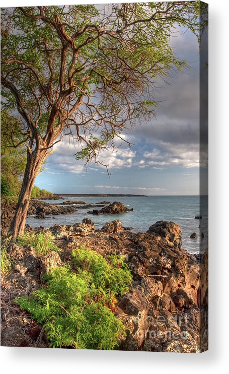 Hawaii Acrylic Print featuring the photograph Ocean Tree by Bryan Keil