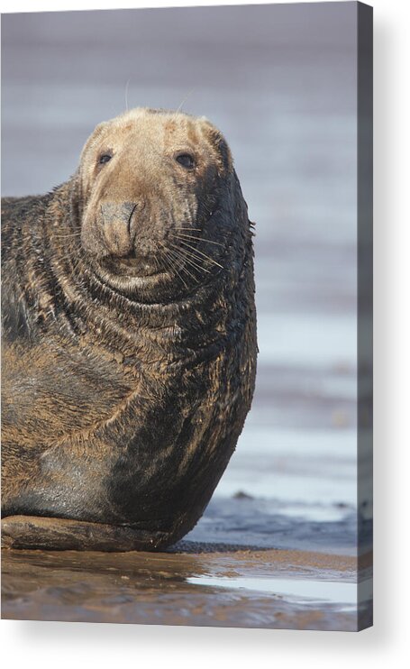 Seal Acrylic Print featuring the photograph Old Atlantic Grey Seal on the beach by Tony Mills