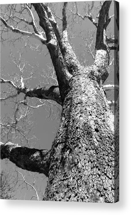  Acrylic Print featuring the photograph Old Sycamore by Polly Castor