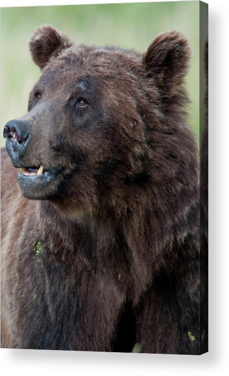 Wyoming Acrylic Print featuring the photograph Old Warrior by Frank Madia
