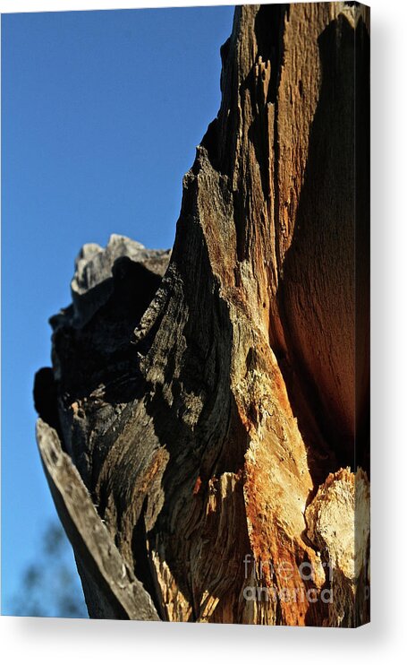Tree Stump Acrylic Print featuring the photograph Old Wood by Ann E Robson