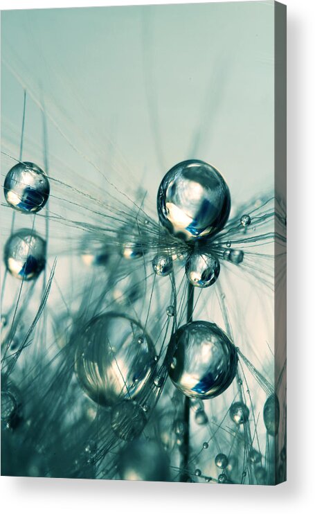Dandelion Acrylic Print featuring the photograph One Seed with Blue Drops by Sharon Johnstone