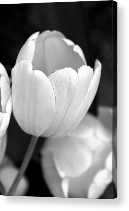 Tulip Acrylic Print featuring the photograph Opening Tulip Flower Black and White by Jennie Marie Schell