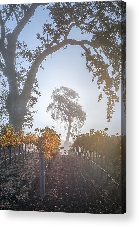 Paso Robles Acrylic Print featuring the photograph Opolo Vineyard by Joseph Smith