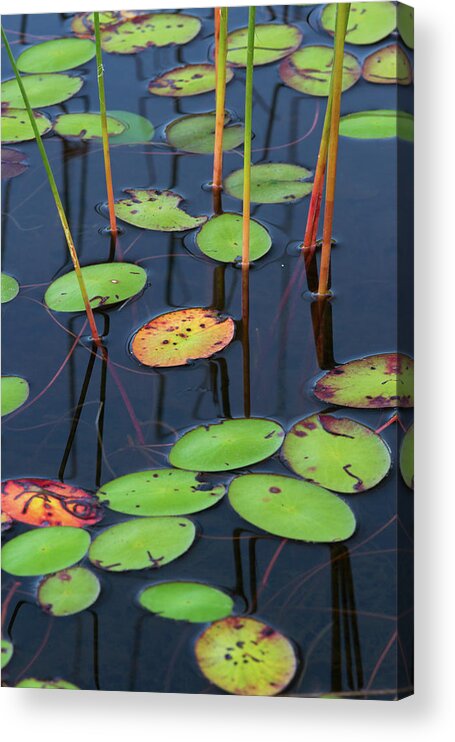 Lily Pad Acrylic Print featuring the photograph Orange and Green Water Lily Pads by Juergen Roth