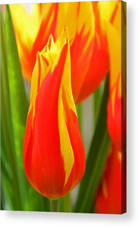 Bulbs Acrylic Print featuring the photograph Orange and Yellow Tulips by Mike Martin
