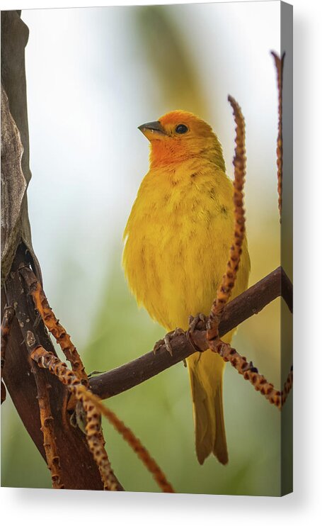 Bird Acrylic Print featuring the photograph Orange Fronted Yellow Finch Parque del Cafe Colombia by Adam Rainoff
