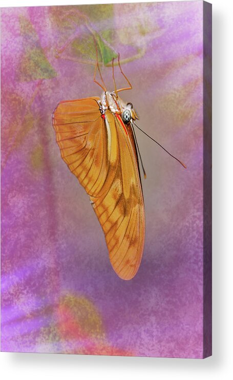 Animals Acrylic Print featuring the photograph Orange Julia by Winnie Chrzanowski