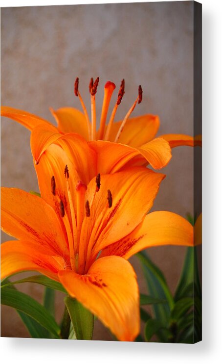 Flower Acrylic Print featuring the photograph Orange Lilies 3 by Amy Fose
