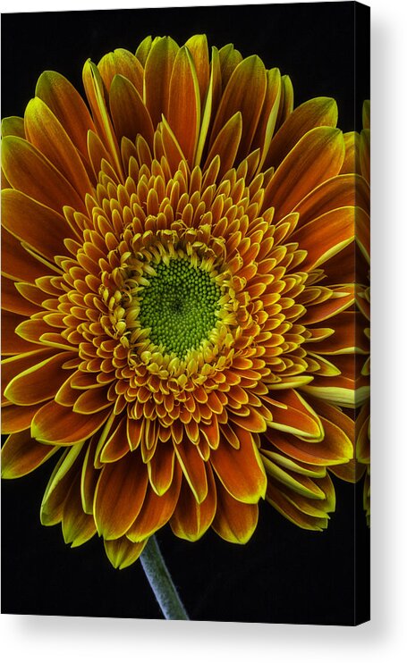 Gerbera Acrylic Print featuring the photograph Orange Petals by Garry Gay
