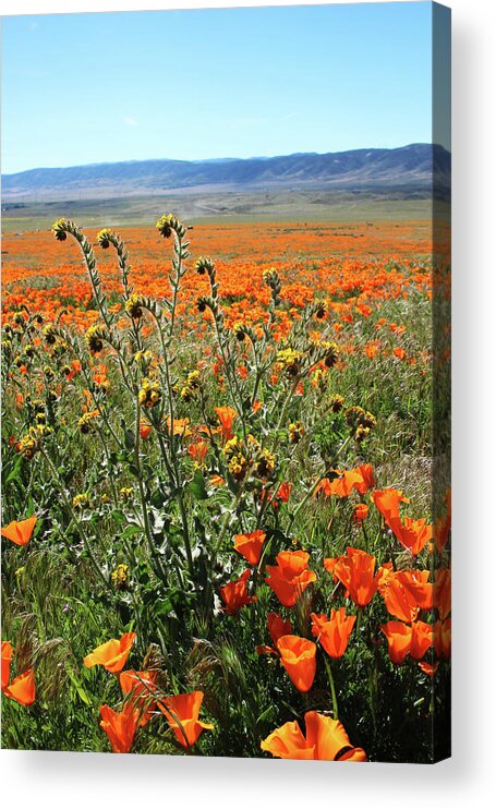 Poppies Acrylic Print featuring the mixed media Orange Poppies and Fiddleneck- Art by Linda Woods by Linda Woods