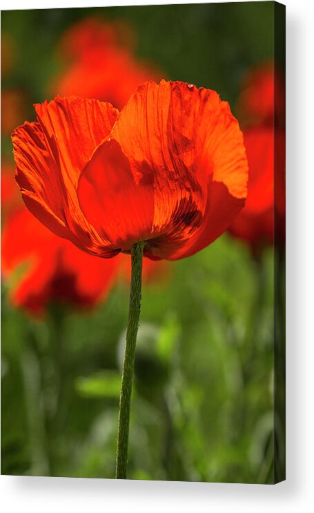 Agriculture Acrylic Print featuring the photograph Orange Poppy Beauties by Teri Virbickis