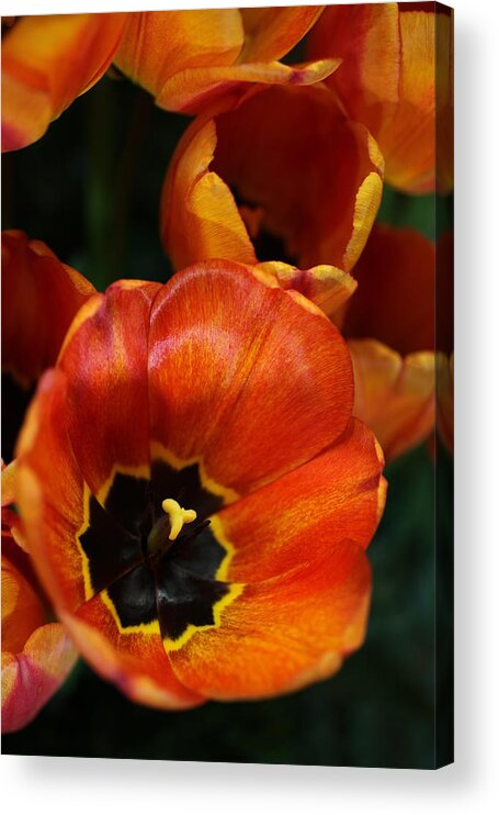 Tulips Acrylic Print featuring the photograph Orange Tulips by Tammy Pool