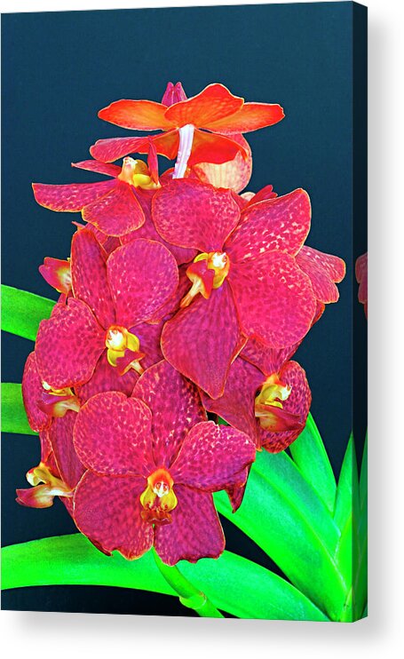 Flower Acrylic Print featuring the photograph Orchid-5-St Lucia by Chester Williams