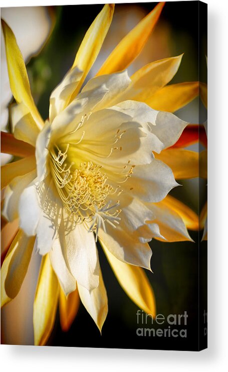 Orchid Cacti Beauty Acrylic Print featuring the photograph Orchid Cacti Beauty by Mariola Bitner