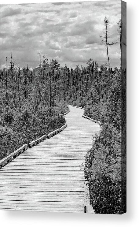 Orono Acrylic Print featuring the photograph Orono Bog Walk by Holly Ross