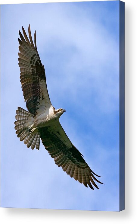 Osprey Acrylic Print featuring the photograph Osprey by Randall Ingalls
