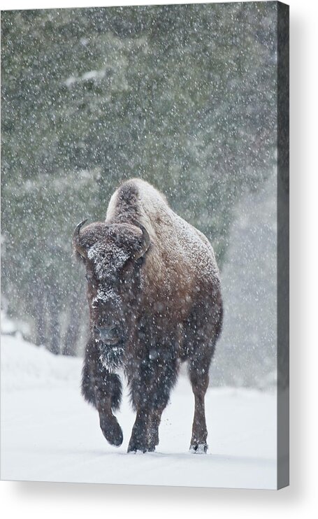 Bison Buffalo American Endangered Species Extinction Recovery Yellowstone Winter Snow Bull Snowing Cold Storm Acrylic Print featuring the photograph Out of the Snow by D Robert Franz