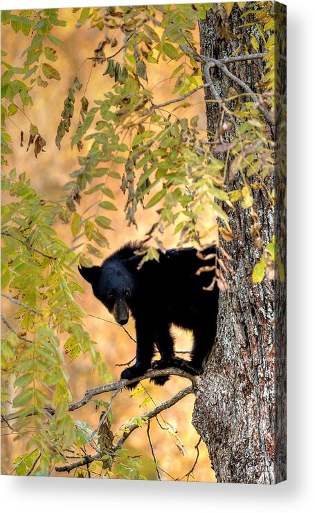 Black Bear Acrylic Print featuring the photograph Out On A Limb by Carol Montoya
