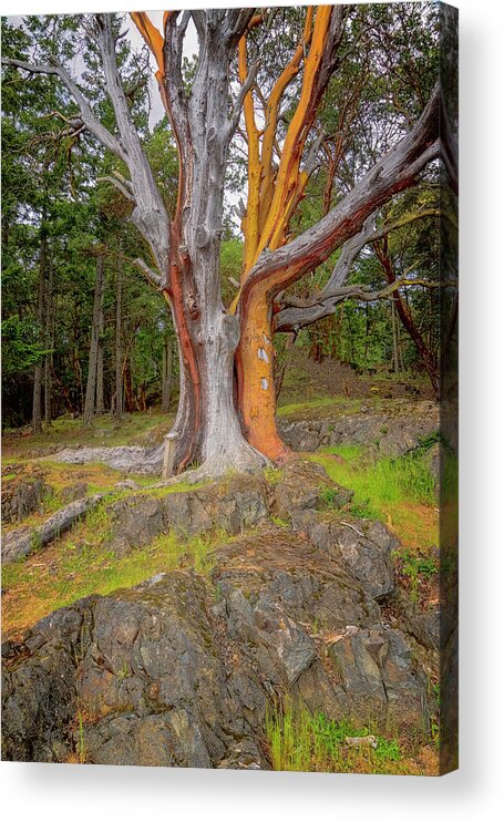 Oregon Coast Acrylic Print featuring the photograph Pacific Madrone Tree by Tom Singleton