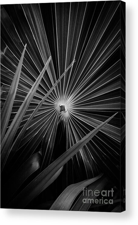 Black And White Acrylic Print featuring the photograph Palm Art by Cheryl Baxter