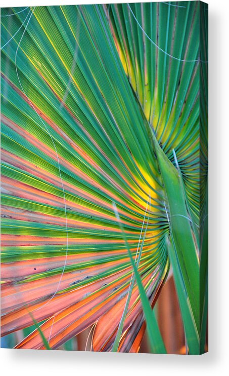 Palms Acrylic Print featuring the photograph Palm Colors by Jan Amiss Photography