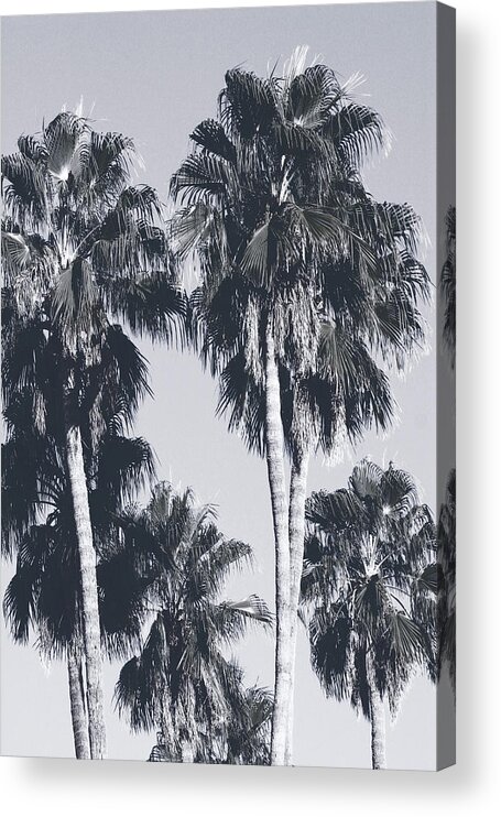 Palm Trees Acrylic Print featuring the mixed media Palm Springs Palm Trees- Art by Linda Woods by Linda Woods