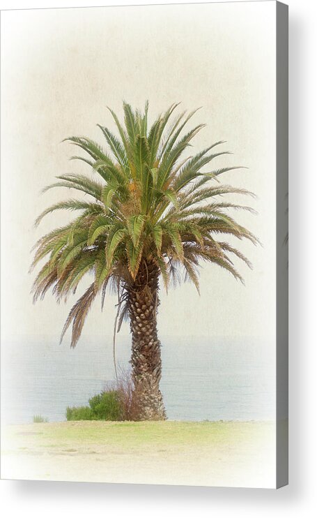 Palm Tree Acrylic Print featuring the photograph Palm Tree in Coastal California in a Retro Style by Anthony Murphy