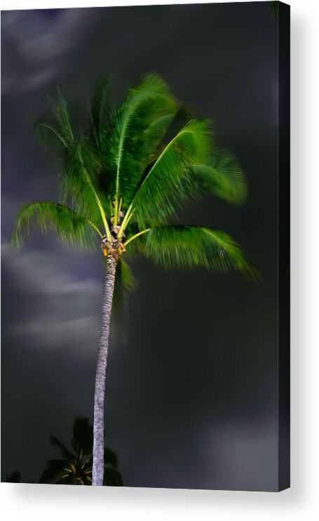Palm Tree Acrylic Print featuring the photograph Palm Tree in Moonlight by Roger Mullenhour