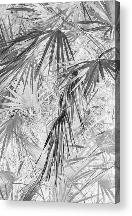 Negative Acrylic Print featuring the photograph Palmettos Negatives by Dorothy Cunningham