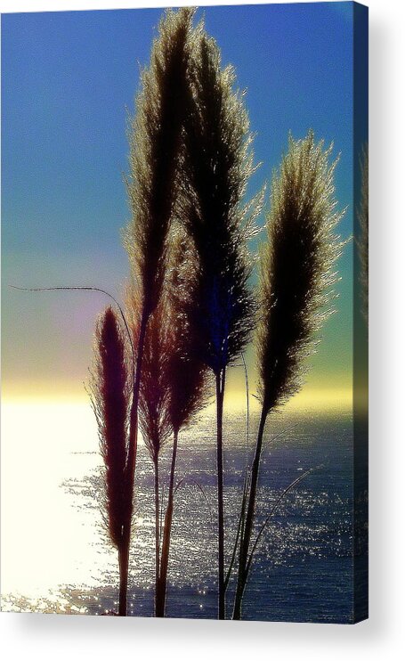 Nature Acrylic Print featuring the photograph Pampas Grass and The Pacific by Jodie Marie Anne Richardson Traugott     aka jm-ART