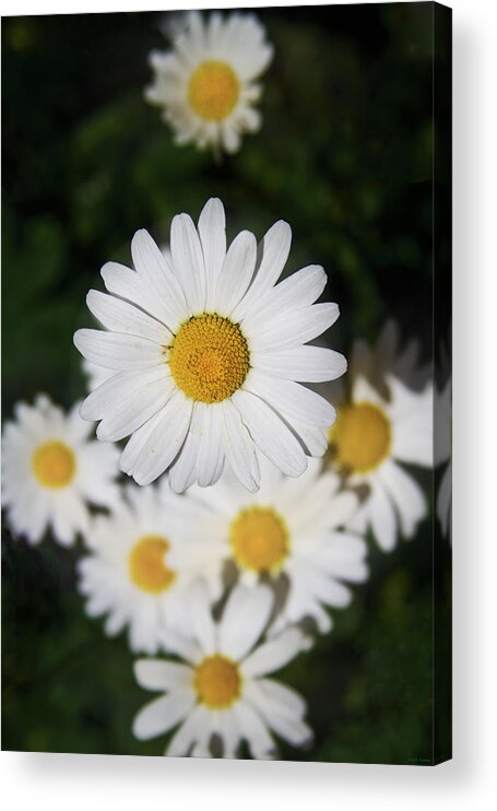 Daisy Acrylic Print featuring the photograph Paquerette by Joseph Noonan