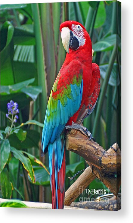 Birds Acrylic Print featuring the photograph Parrot by Dawn Harris