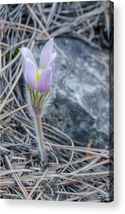 Pasqueflower Acrylic Print featuring the photograph Pasque on the Rocks by Greni Graph