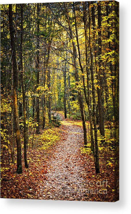 Trees Acrylic Print featuring the photograph Path in fall forest 2 by Elena Elisseeva