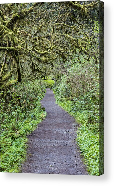 Forest Acrylic Print featuring the photograph Path in Oregon Forest by John McGraw