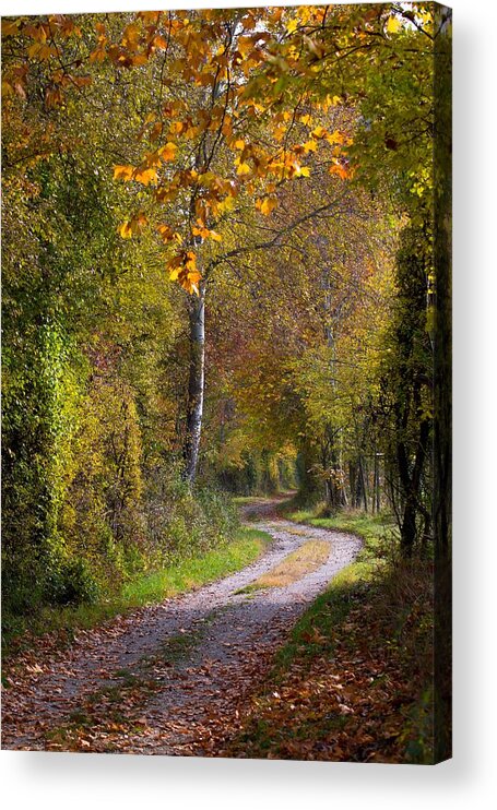 Autumn Acrylic Print featuring the photograph Path Through Autumn Forest by Andreas Berthold